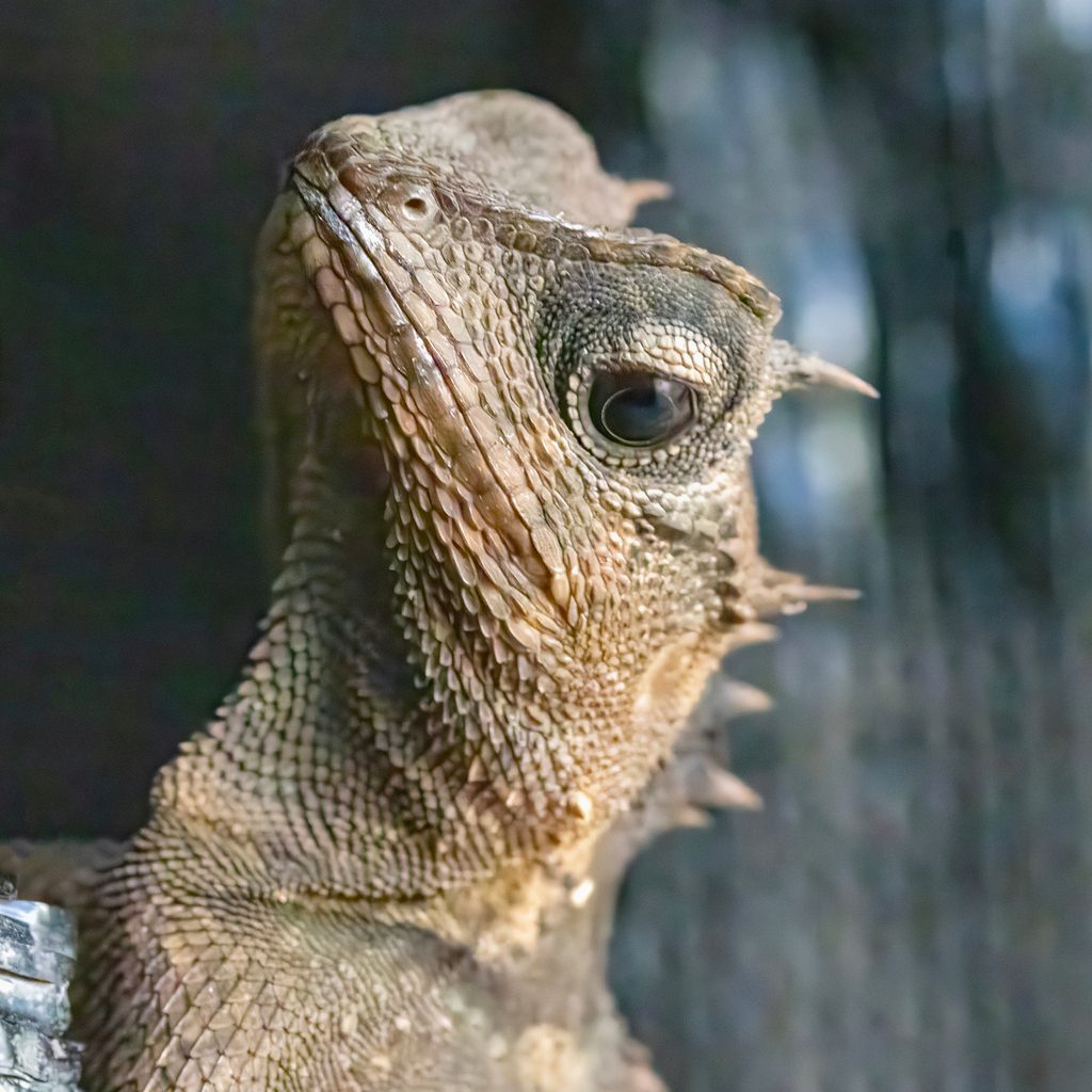 Masked Horned Tree Lizard (Acanthosaura crucigera), photographed in the wild