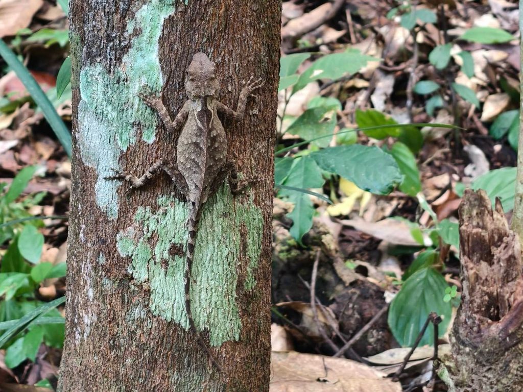 Red-lipped tree (Acanthosaura rubrilabris), photographed in the wild