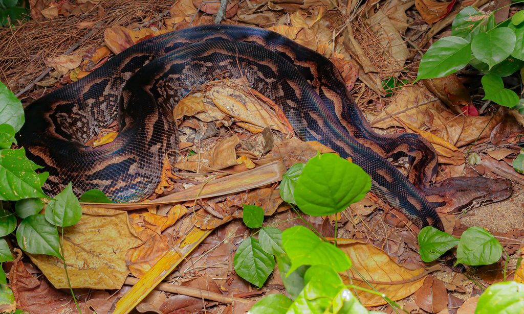 Madagascar Ground Boa (Acrantophis madagascariensis), photographed in the wild