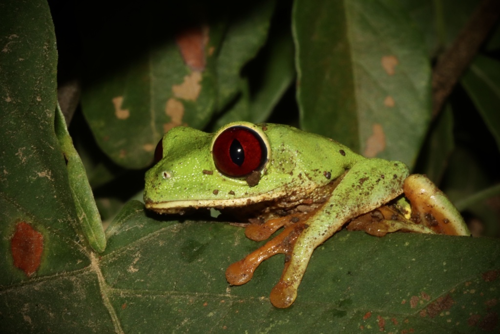 Red-eyed Tree Frog (Agalychnis callidryas), photograph