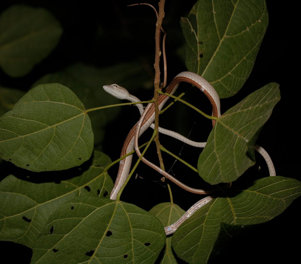 Asian Vine Snake (Ahaetulla prasina), photographed in the wild