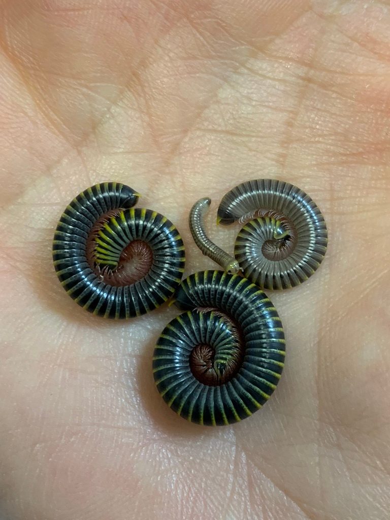 Bumblebee Millipede (Anadenobolus monilicornis), photographed in the wild