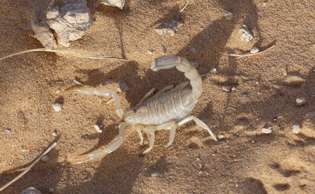 Sahara / yellow fat-tailed scorpion (amoreuxi) (Androctonus amoreuxi), photographed in the wild