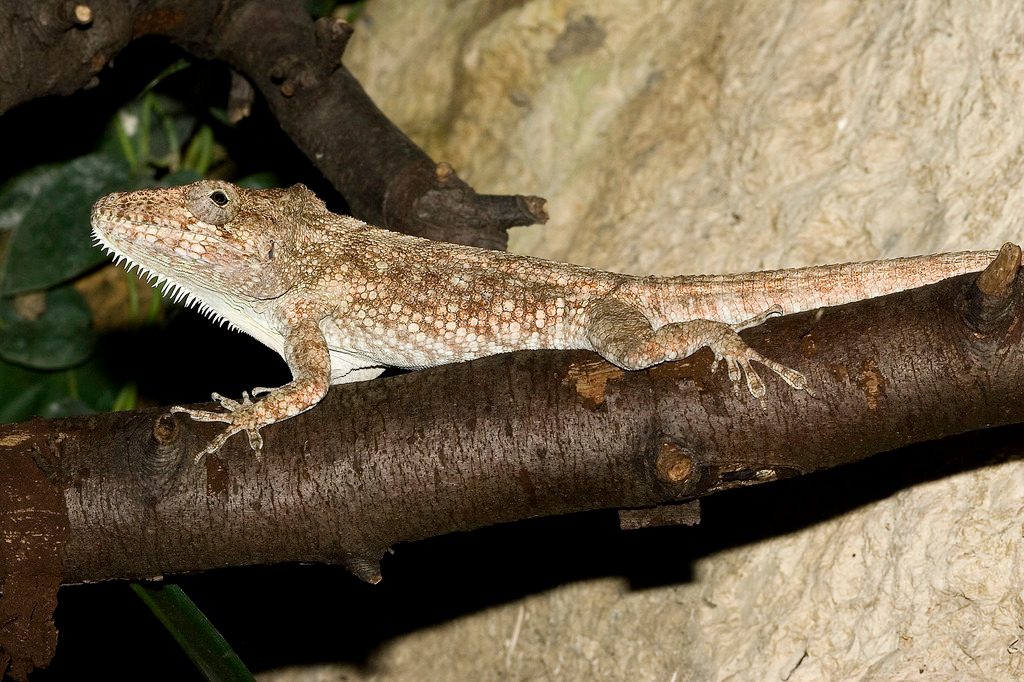 Western Bearded Anole (Anolis barbatus), photographed in the wild