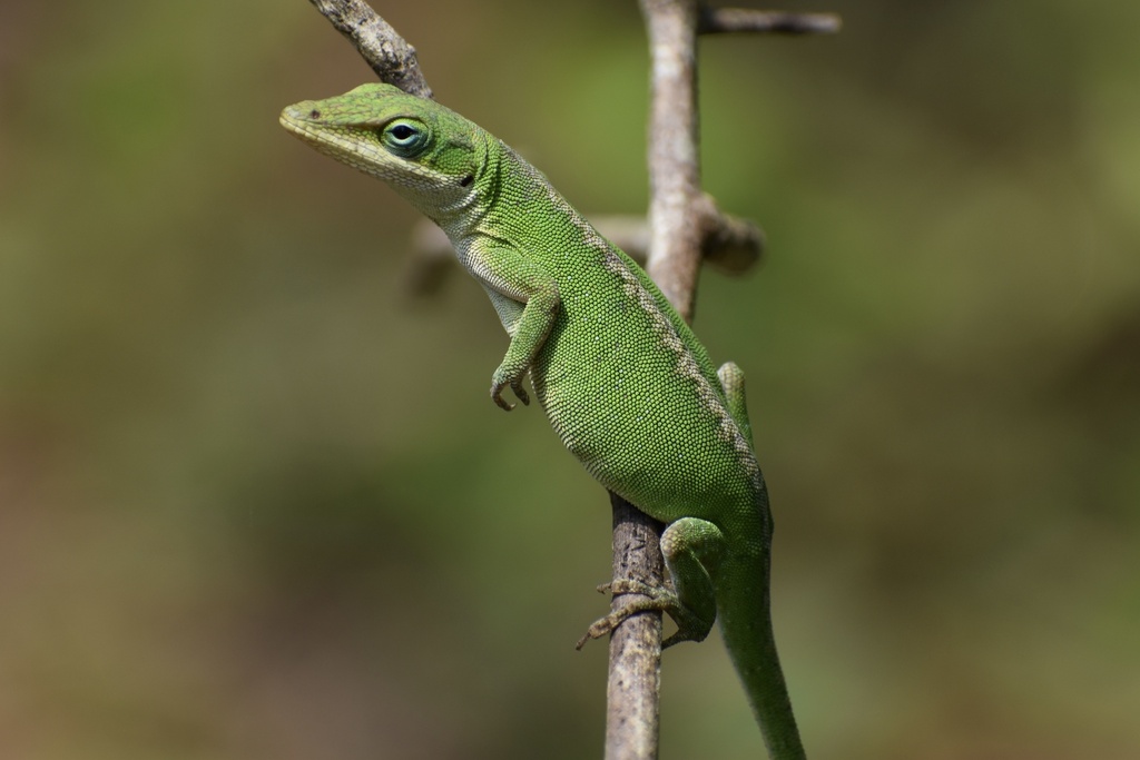 Green Anole (Anolis carolinensis), photographed in the wild