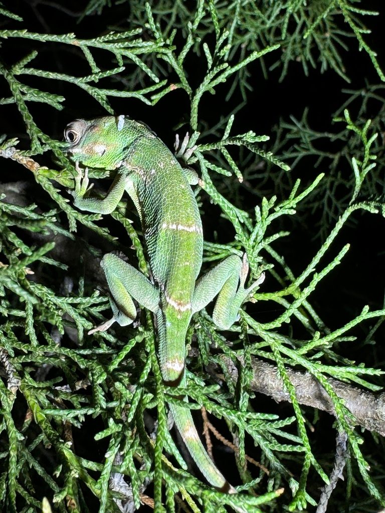 Knight Anole (Anolis equestris), photographed in the wild