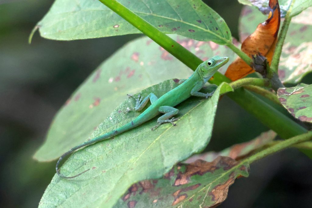Leopard anole (Anolis marmoratus), photograph