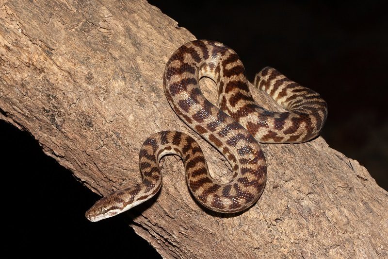Spotted Python (Antaresia maculosa), photographed in the wild