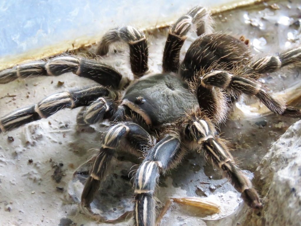 Costa Rican Stripe Knee (Aphonopelma seemanni), photographed in the wild