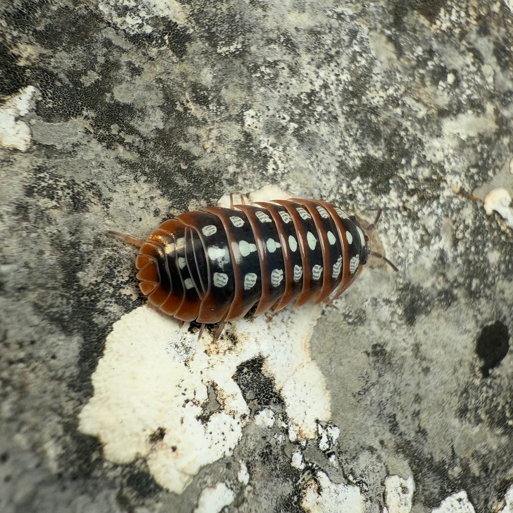 Clown Isopod (Armadillidium klugii), photographed in the wild
