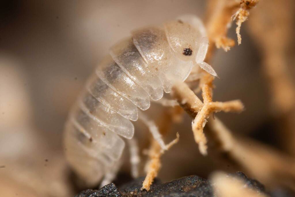 Common Pill Bug / Roly-Poly (morphs) (Armadillidium vulgare), photographed in the wild