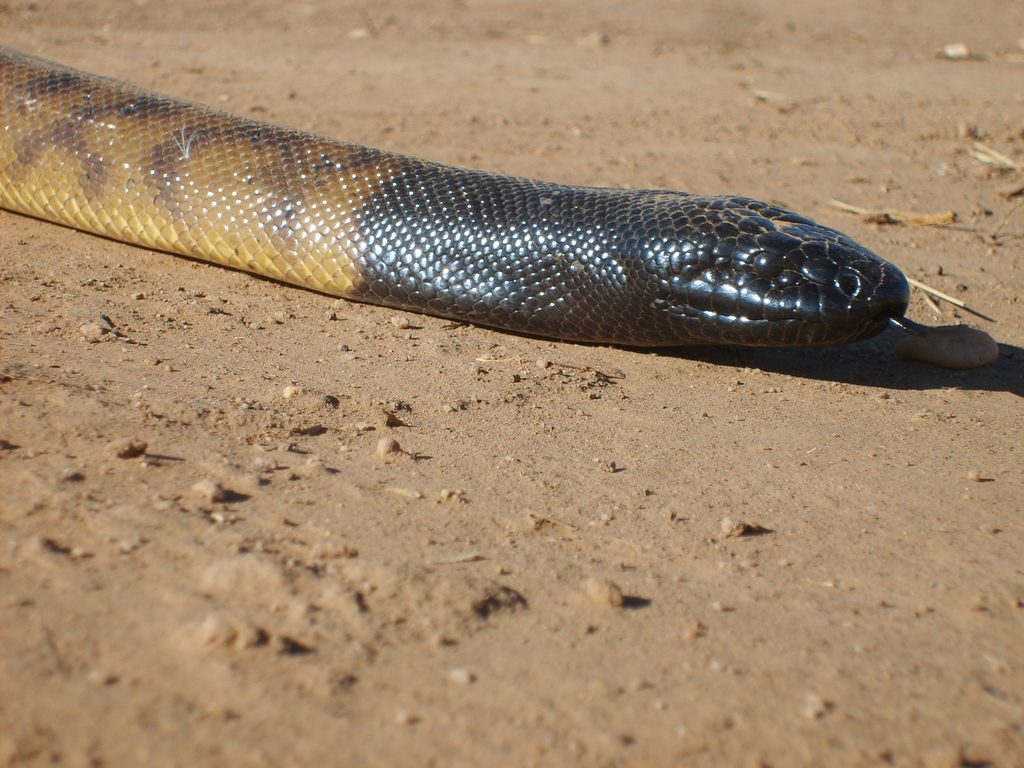 Black-headed Python (Aspidites melanocephalus), photographed in the wild