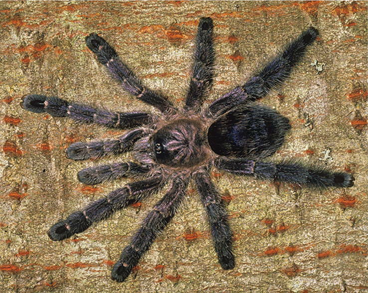 Ecuadorian Purple Pinktoe (Avicularia purpurea), photographed in the wild