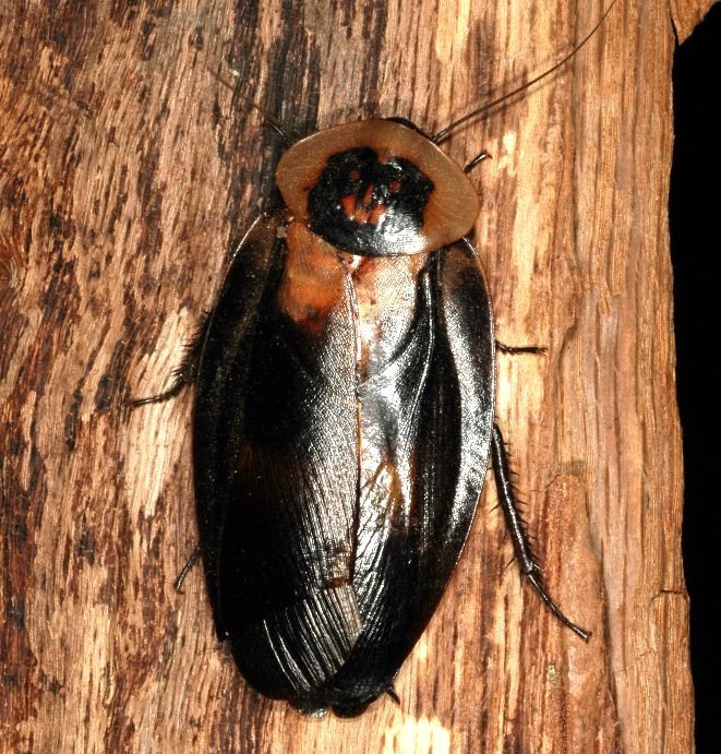 Death's head cockroach (Blaberus craniifer), photographed in the wild