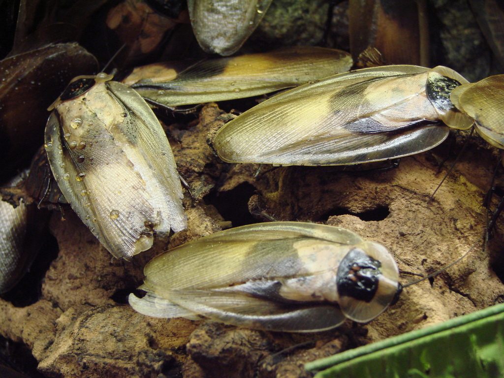 Giant cave cockroach (Blaberus giganteus), photographed in the wild