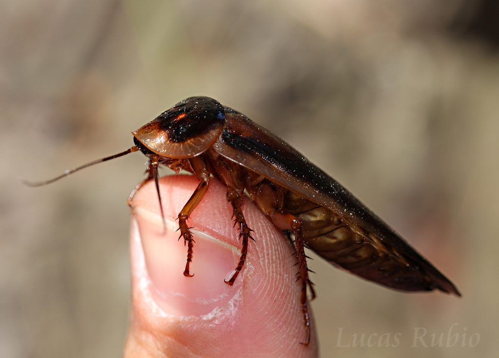 Dubia roach (feeder staple) (Blaptica dubia), photographed in the wild