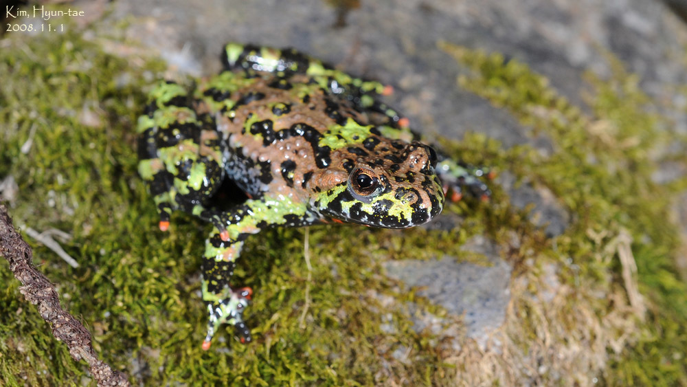 Oriental Fire-bellied Toad (Bombina orientalis), photographed in the wild