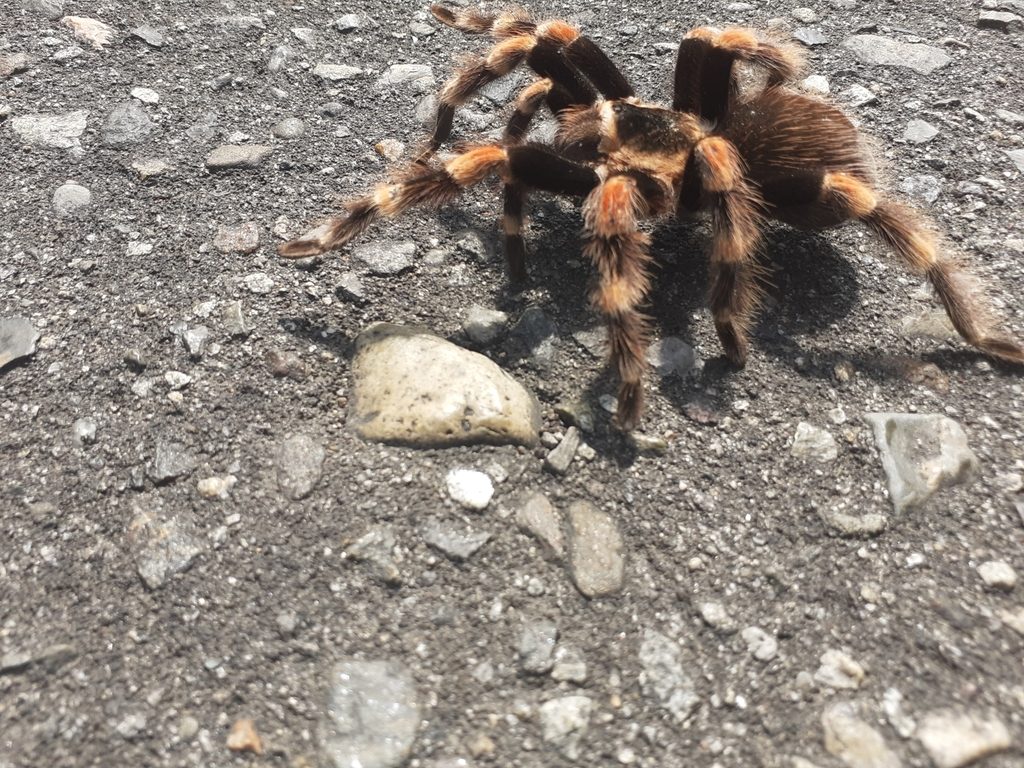 Mexican Giant Red Knee (Brachypelma smithi), photographed in the wild