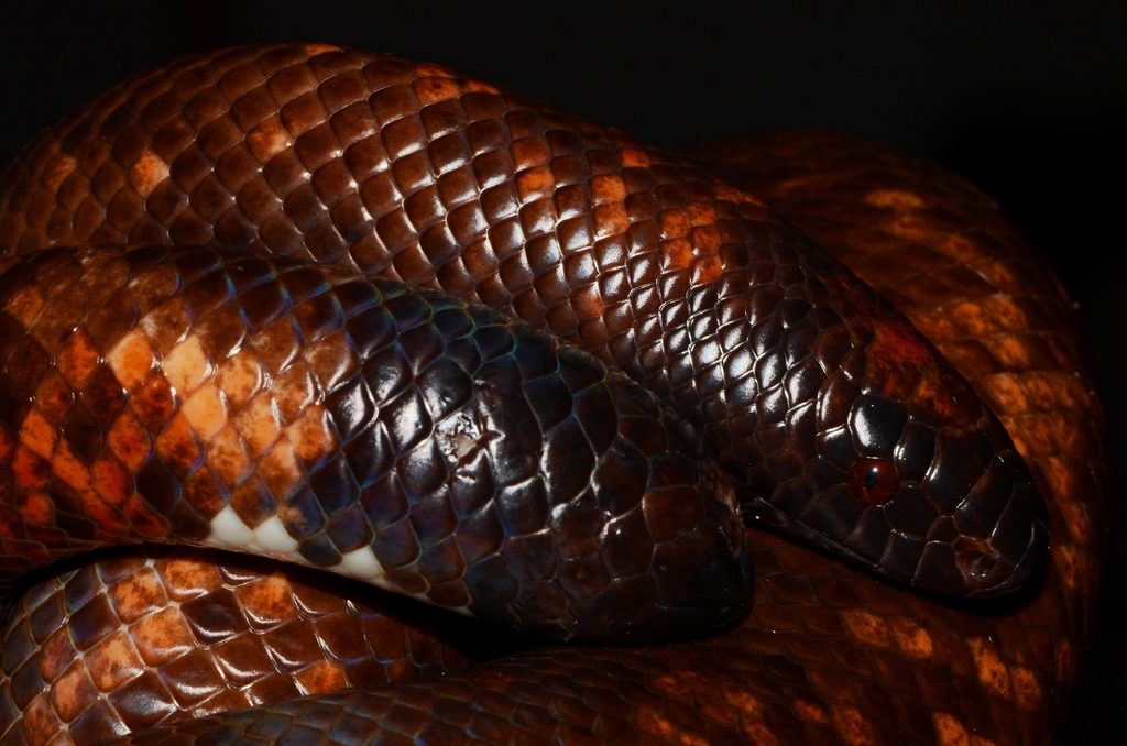 Calabar Burrowing Boa (Calabaria reinhardtii), photographed in the wild