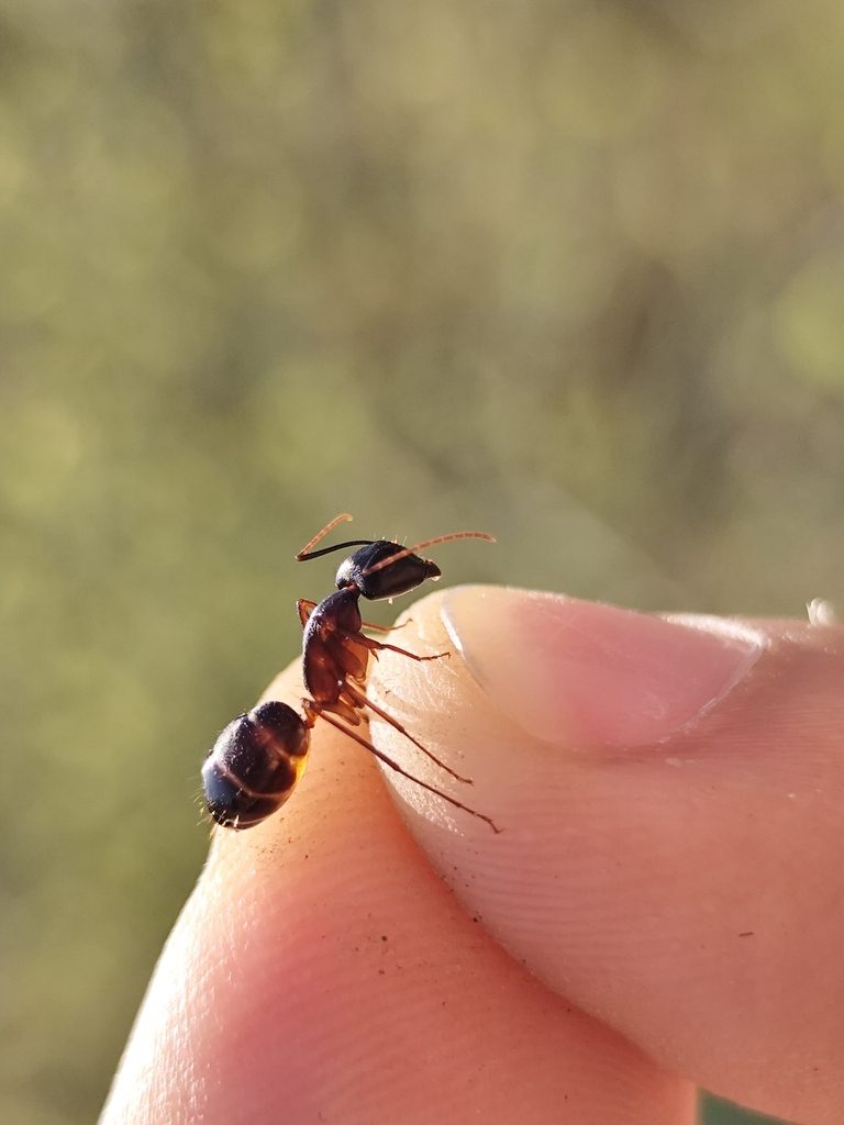Fellah carpenter ant (Camponotus fellah), photographed in the wild