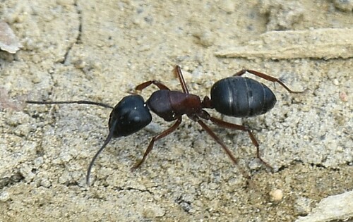 Hercules Carpenter Ant (Camponotus herculeanus), photograph