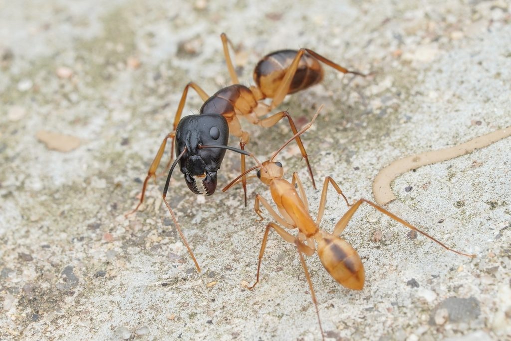 Tiger carpenter ant (Camponotus maculatus), photographed in the wild