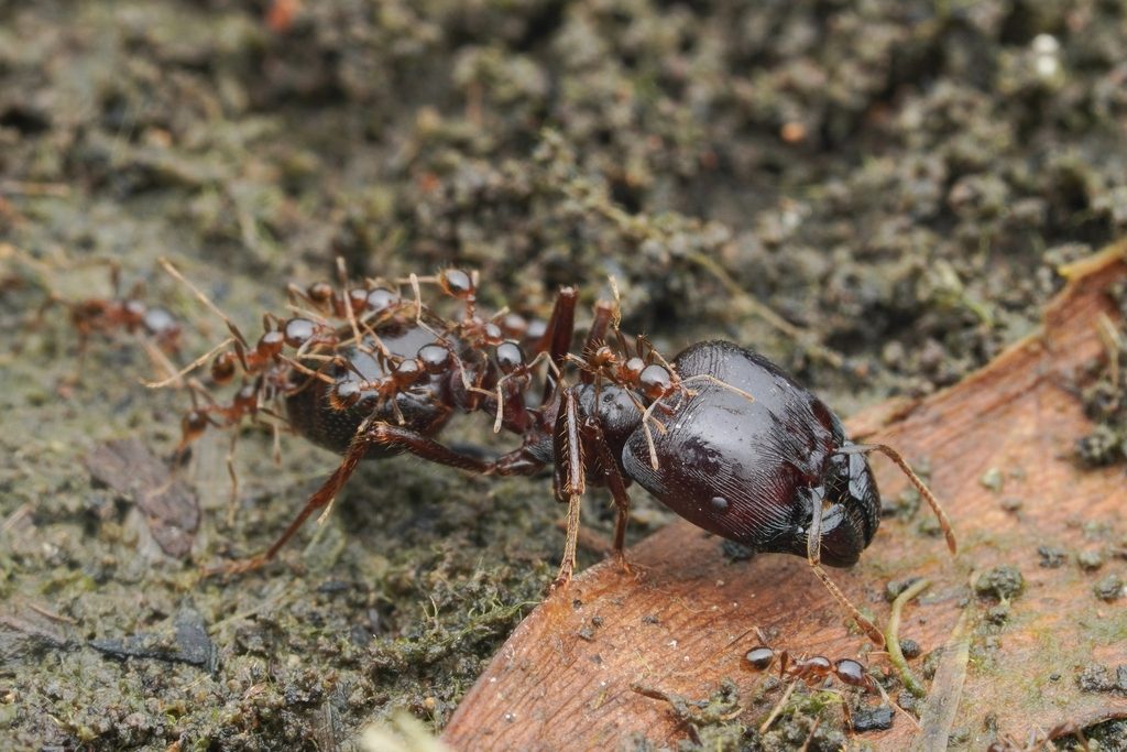Asian marauder/power ant (Carebara diversa), photographed in the wild