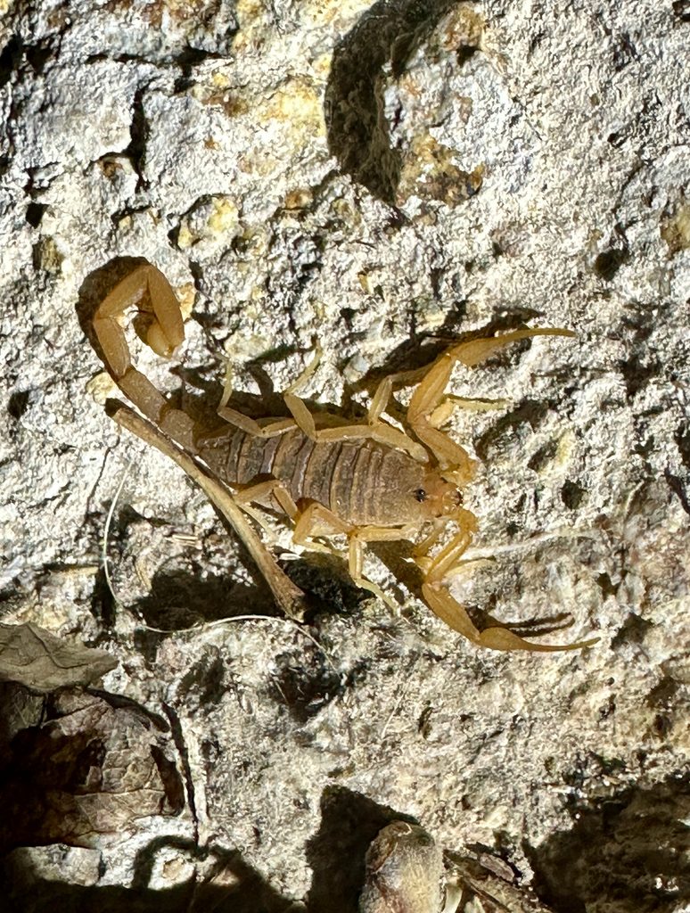 Arizona bark scorpion (Centruroides sculpturatus), photographed in the wild