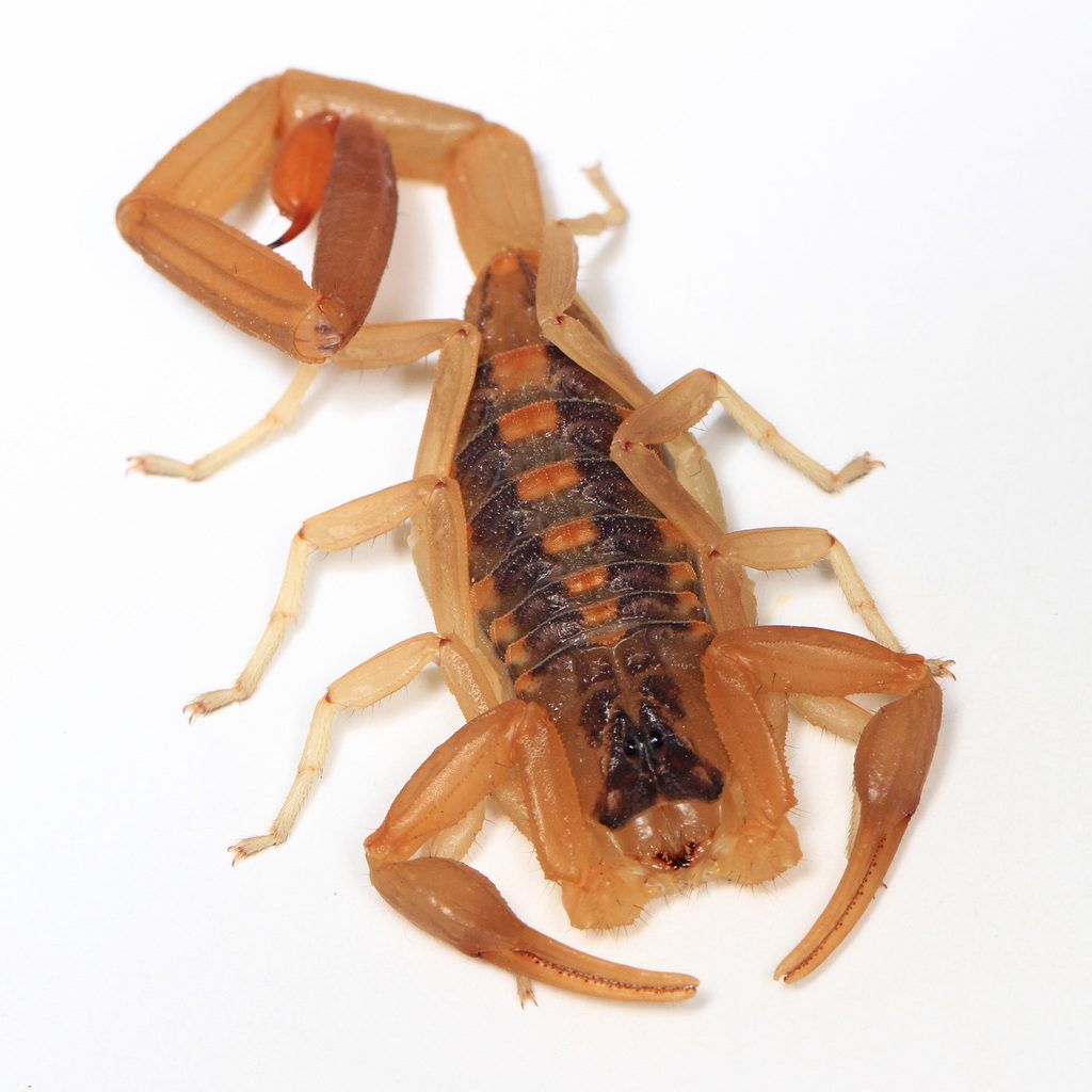 Striped bark scorpion (Centruroides vittatus), photographed in the wild