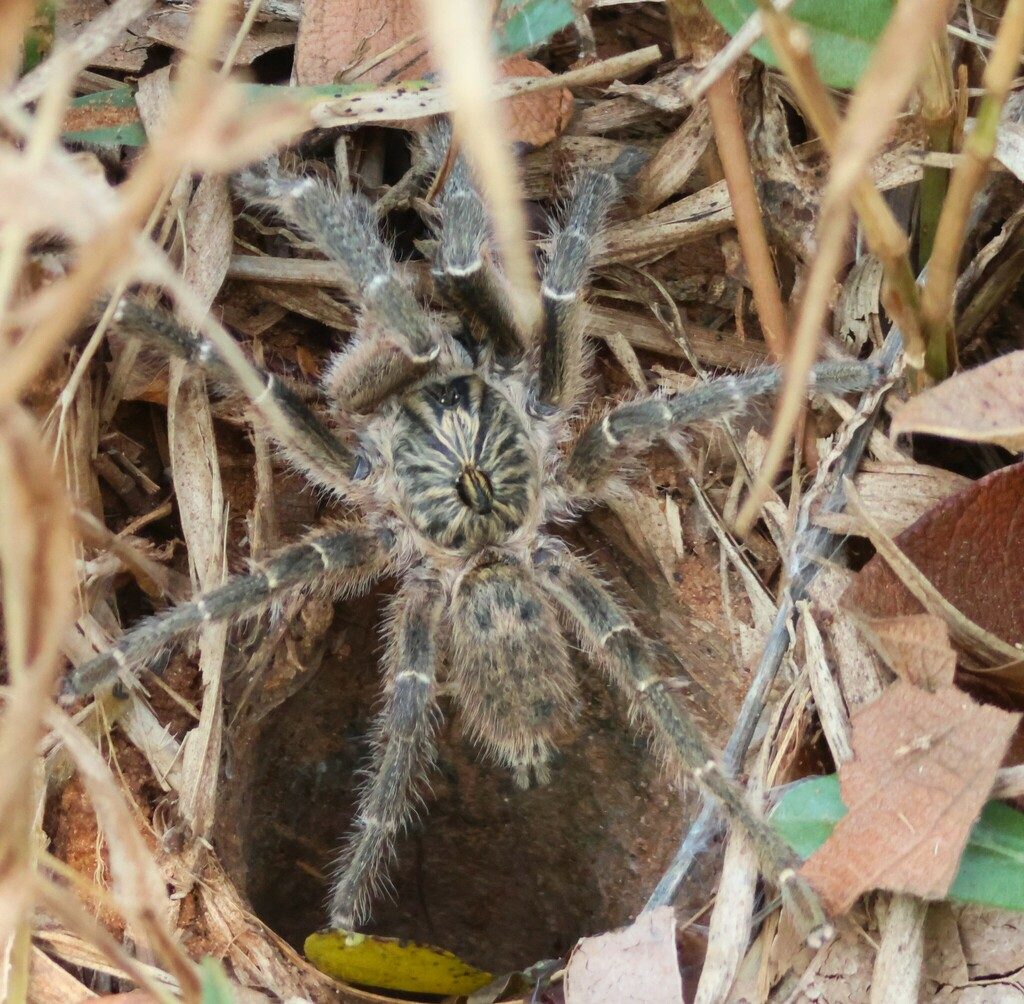 Straight-Horned Baboon Tarantula (Ceratogyrus marshalli), photographed in the wild
