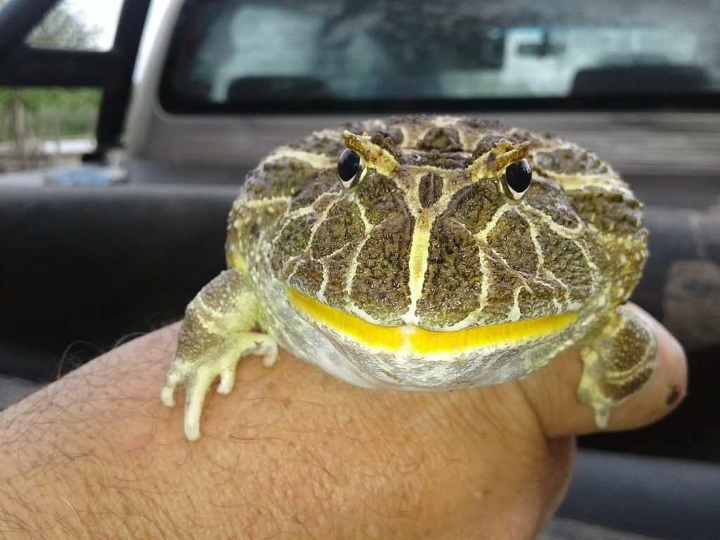 Ceratophrys cranwelli, photographed in the wild