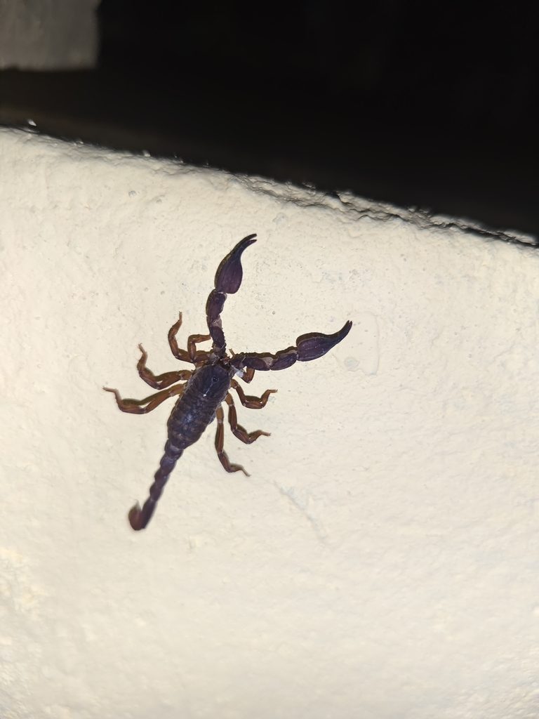 Chaerilus spp., photographed in the wild