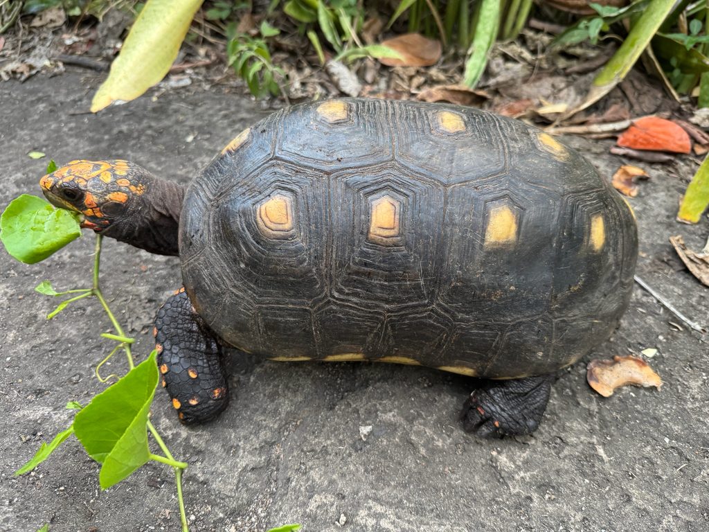 Red-footed tortoise (Chelonoidis carbonarius), photographed in the wild