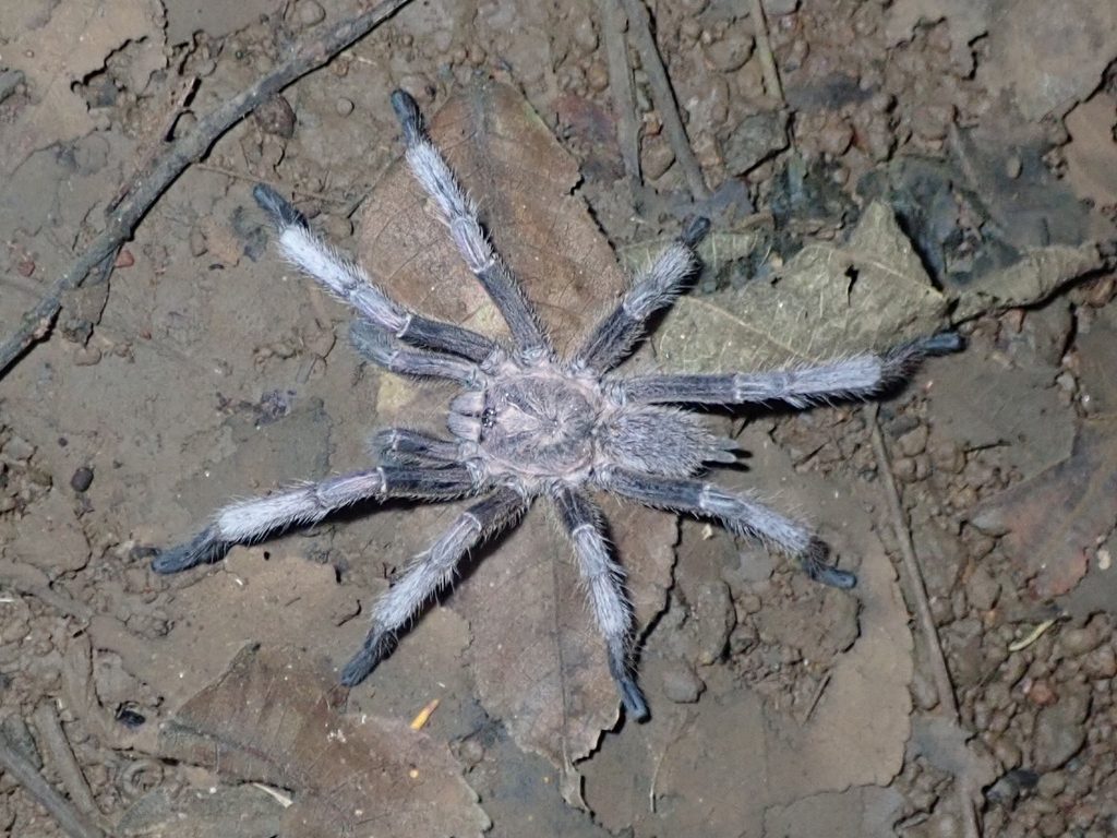 Vietnam Blue/Black Earth Tiger (Chilobrachys dyscolus), photographed in the wild