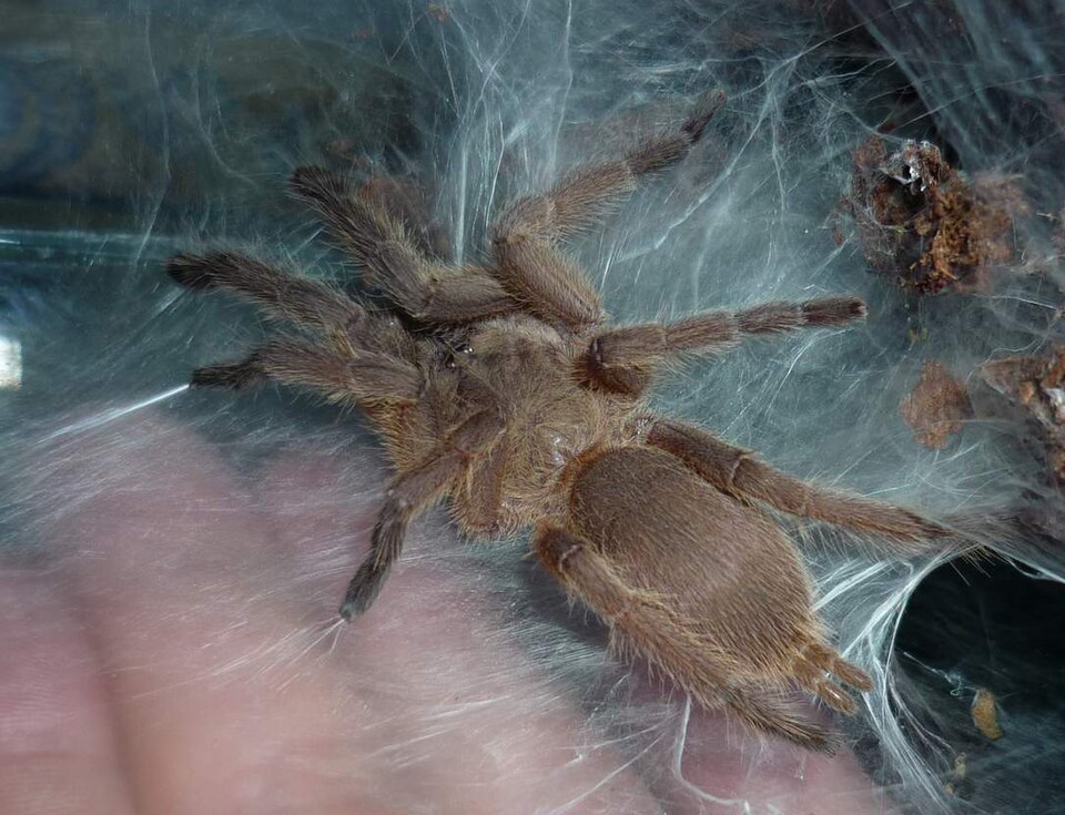 Thai Brown / Hua Hin Tarantula (Chilobrachys huahini), photograph