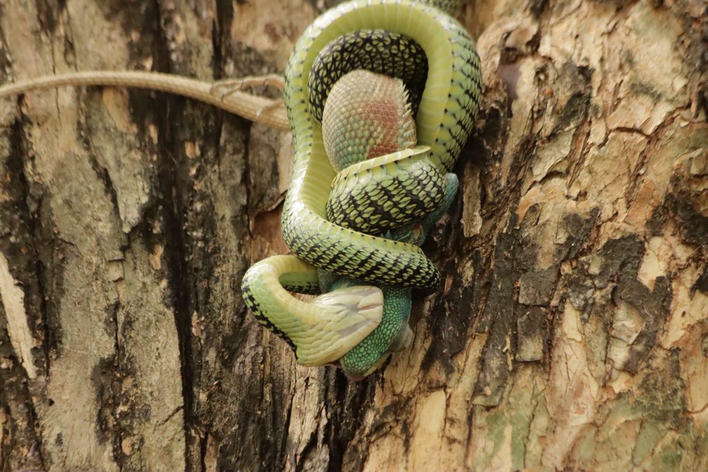Golden Tree Snake (Chrysopelea ornata), photograph