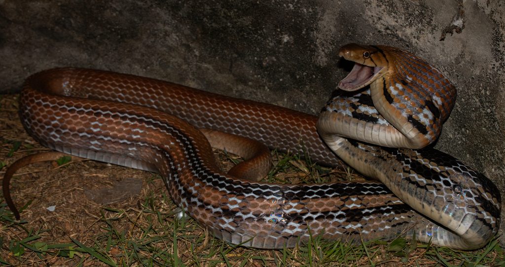 Radiated ratsnake (Copperhead racer) (Coelognathus radiatus), photographed in the wild