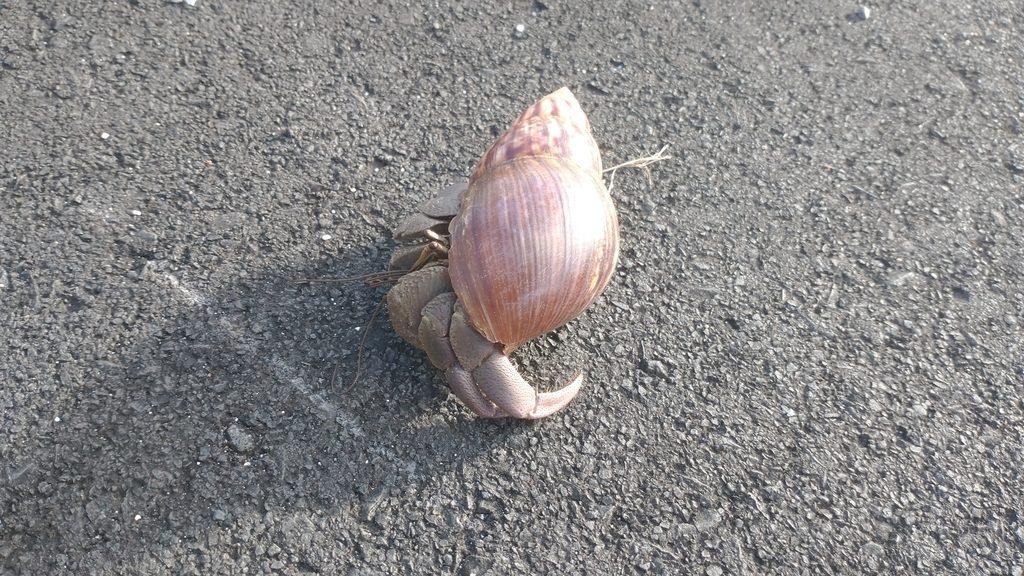 Indonesian / Purple Land Hermit Crab (Coenobita brevimanus), photographed in the wild
