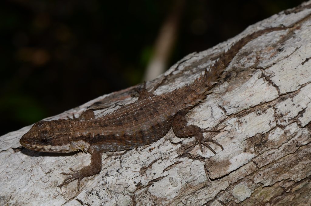 Dwarf Sungazer (Cordylus tropidosternum), photographed in the wild