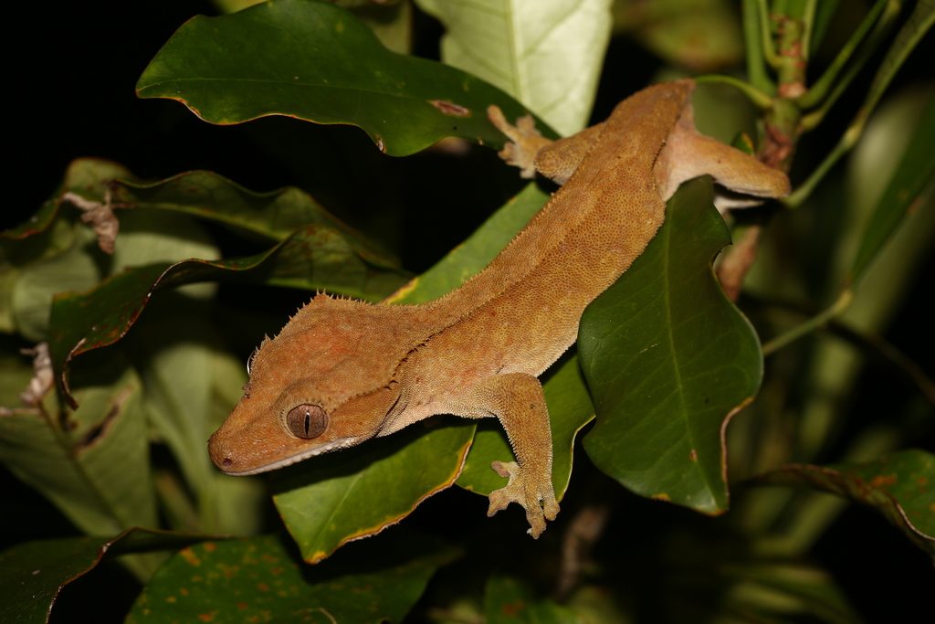 Correlophus ciliatus, photographed in the wild