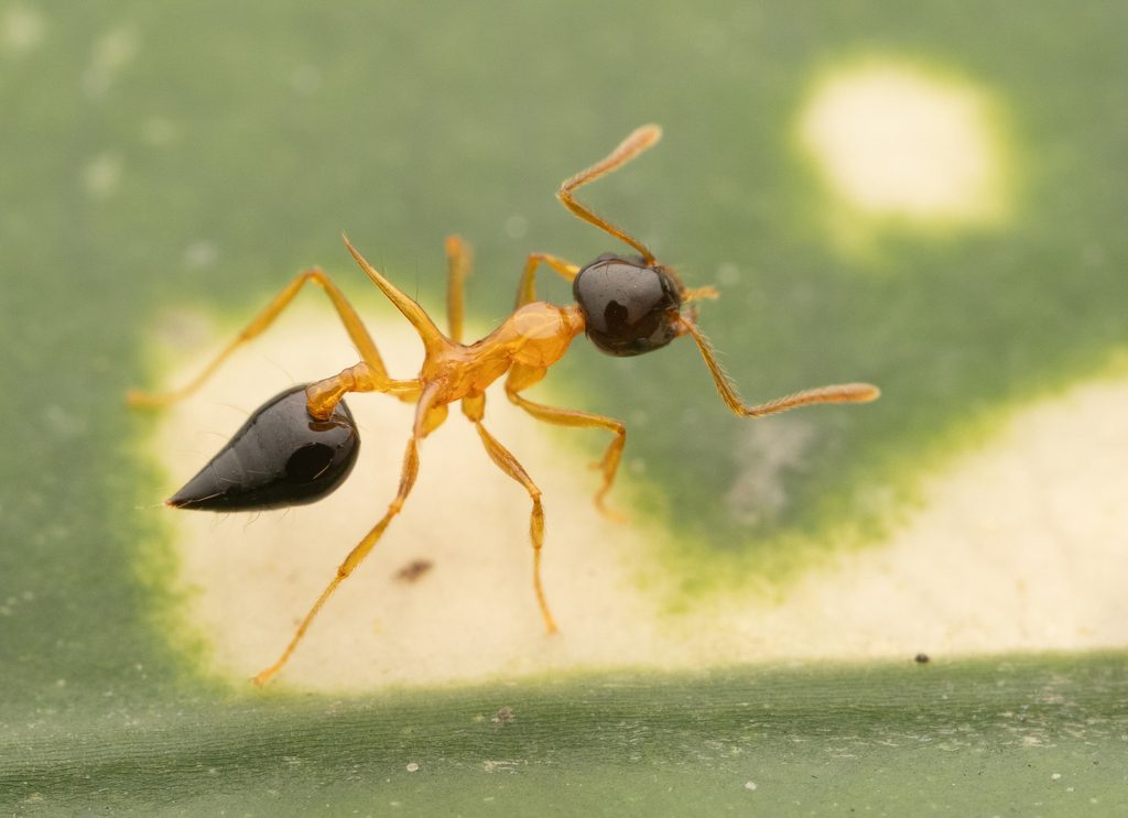 Crematogaster sp., photographed in the wild