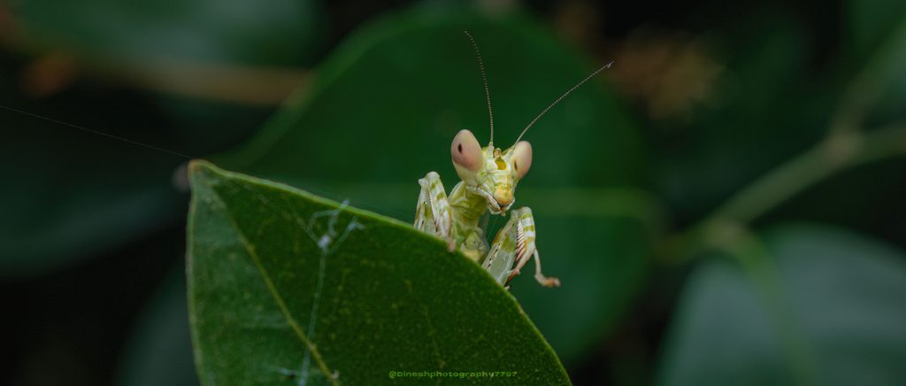 Indian Flower Mantis (Creobroter pictipennis), photographed in the wild
