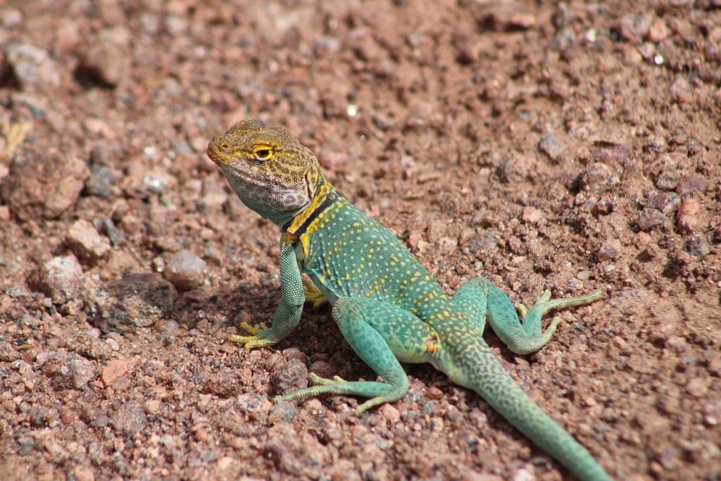 Collar (Crotaphytus collaris), photographed in the wild