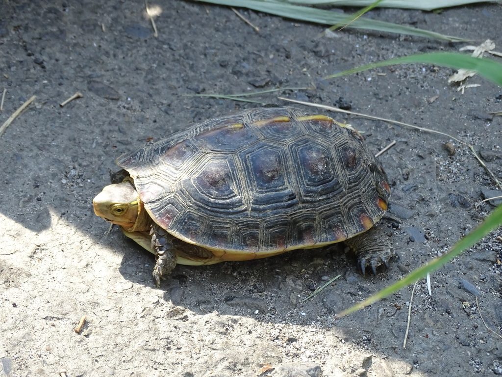 Chinese Box Turtle (Cuora flavomarginata), photographed in the wild