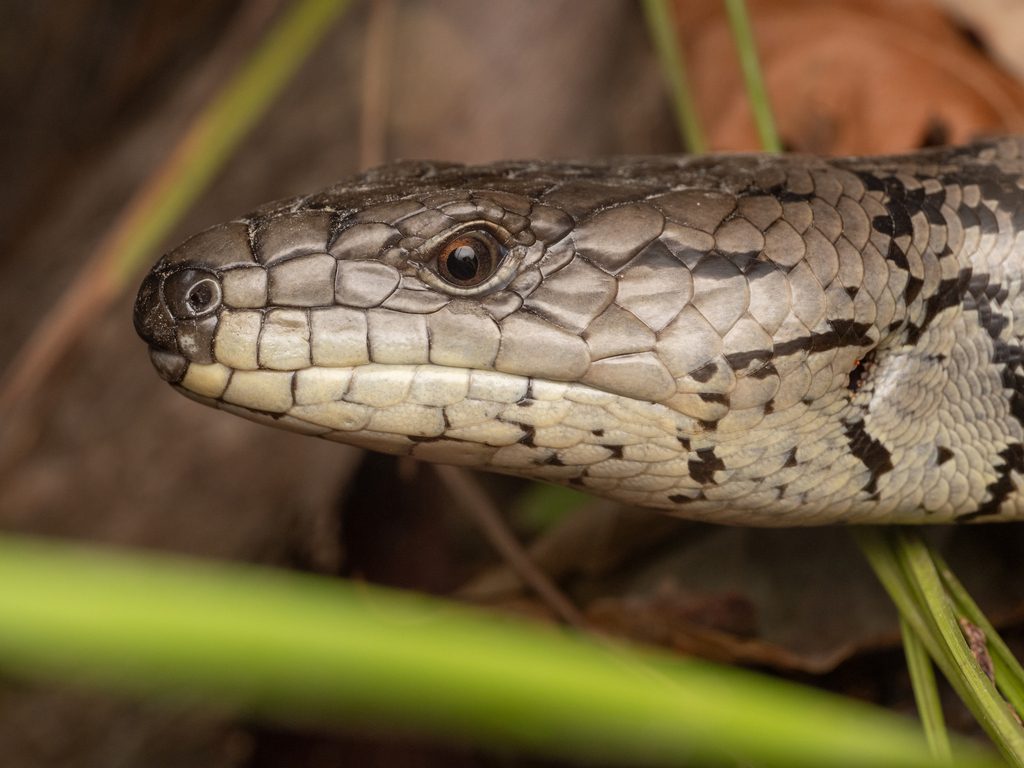 Pink Tongue Skink (Cyclodomorphus gerrardii), photographed in the wild