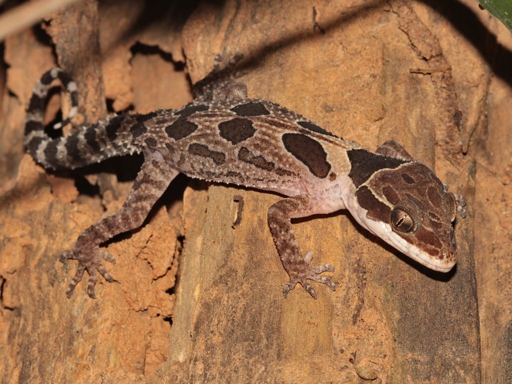 Thai bow-fingered (Cyrtodactylus angularis), photograph
