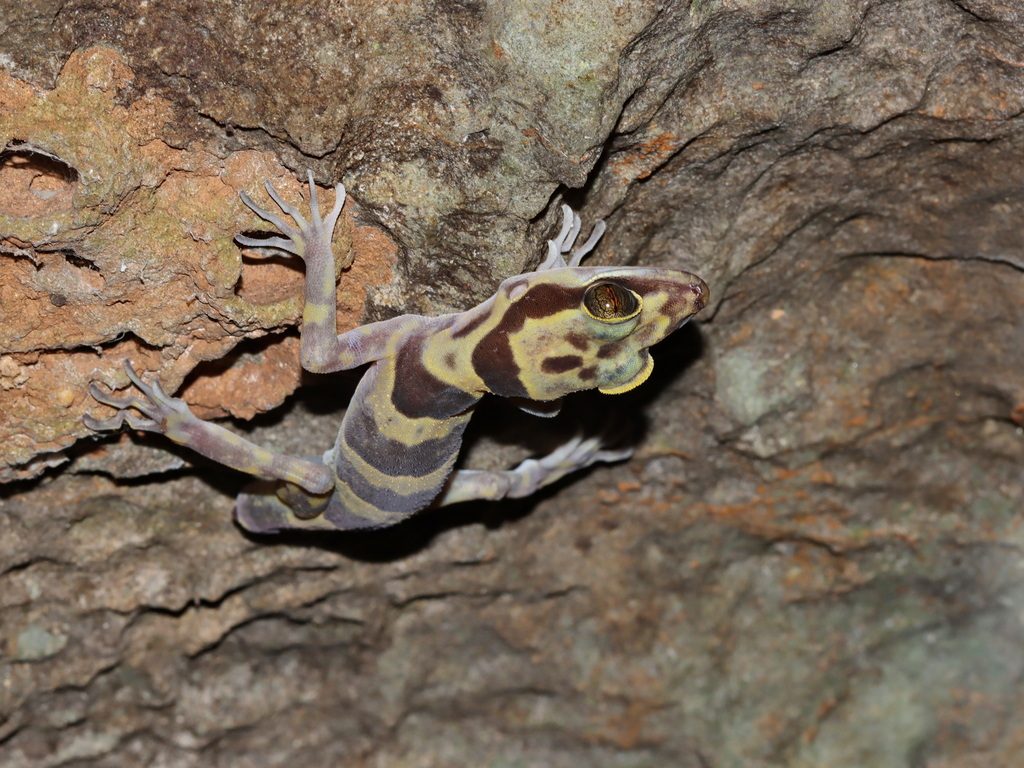 Cyrtodactylus auribalteatus (Cyrtodactylus auribalteatus), photograph