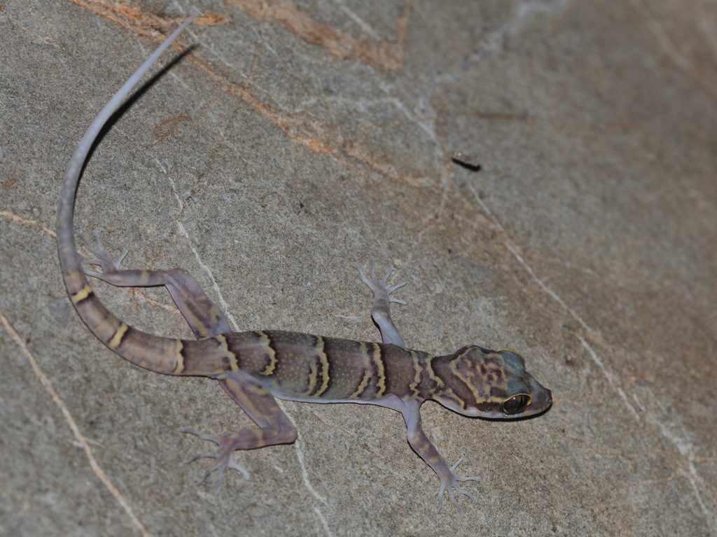 Cyrtodactylus chanhomeae (Cyrtodactylus chanhomeae), photograph