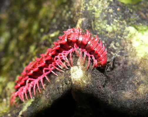 Shocking Pink Dragon Millipede (Desmoxytes purpurosea), photographed in the wild