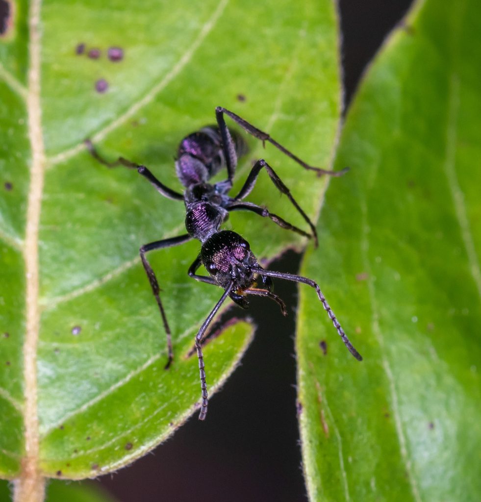 Diacamma sp. (e.g. D. rugosum), photographed in the wild